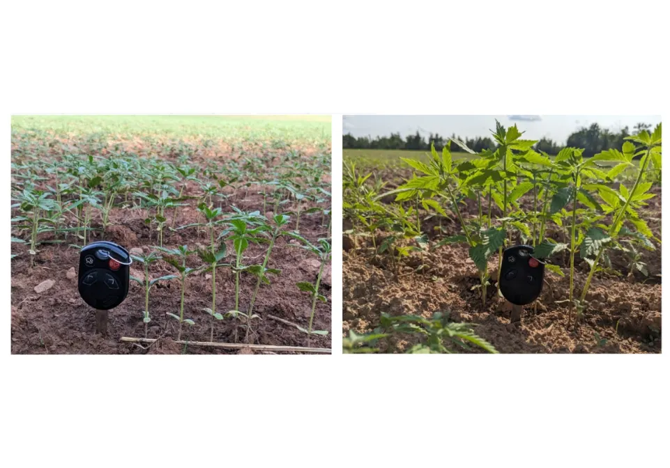 Latest Hemp Research Update: Breakthroughs in Biostimulant Application